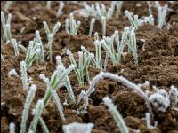 Wheat on New Years day 11