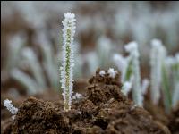 Wheat on New Years day 10