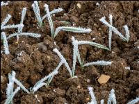 Wheat on New Years day 6