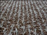 Wheat on New Years day 3