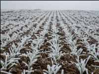 Wheat on New Years day 2
