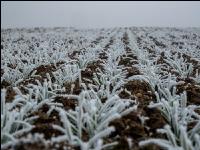 Wheat on New Years day 1