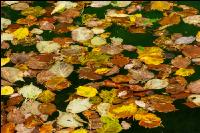 Blätter auf Teich