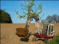 Obstbaum umpflanzen 2