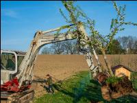 Obstbaum umpflanzen 1
