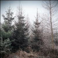 Nadelmischwald im Winter5