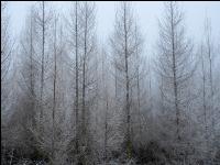 Nadelmischwald im Winter4