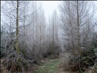 Nadelmischwald im Winter2