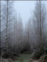 Nadelmischwald im Winter1