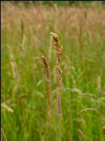 Überständige Wiese 3