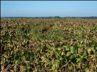 Cercospora Extrembefall 4