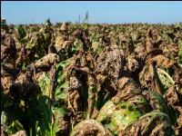 Cercospora Extrembefall 3