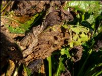 Cercospora Extrembefall 2