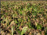 Cercospora Extrembefall 1