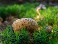 Bovist im Mischwald 1