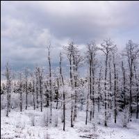 Winter Wonderland 5