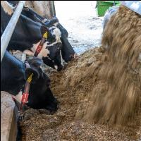 Totalmischration Holstein 15