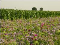Flower streaks 7