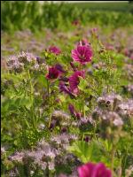 Flower streaks 6