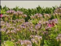 Flower streaks 3
