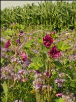 Flower streaks 1