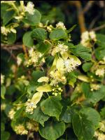 LIndenblüten 3