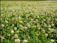 White clover bloom 15