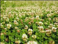 White clover bloom 13