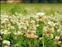 White clover bloom 12