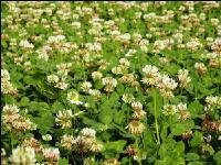 White clover bloom 11