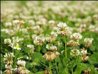 White clover bloom 10