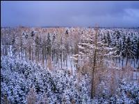 Winter Wonderland 33