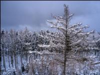 Winter Wonderland 32