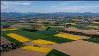 Rapsblüte im Voralpenland 18