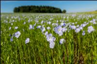 Lein Blüte 17