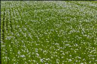 Lein Blüte 14
