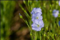 Lein Blüte 13