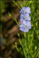 Lein Blüte 12
