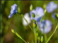 Lein Blüte 11