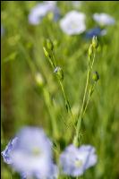 Lein Blüte 10