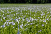 Lein Blüte 8