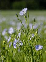 Lein Blüte 7