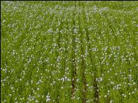Lein Blüte 6