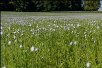 Lein Blüte 4