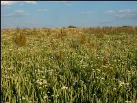 Weeds in bio wheat 1