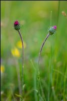 Alpendistel 2