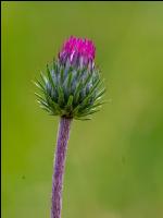 Alpendistel 1