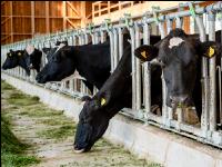 Holstein green fodder 30