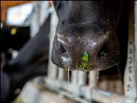 Holstein green fodder 29