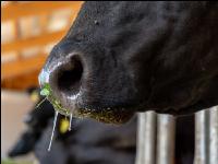 Holstein green fodder 28